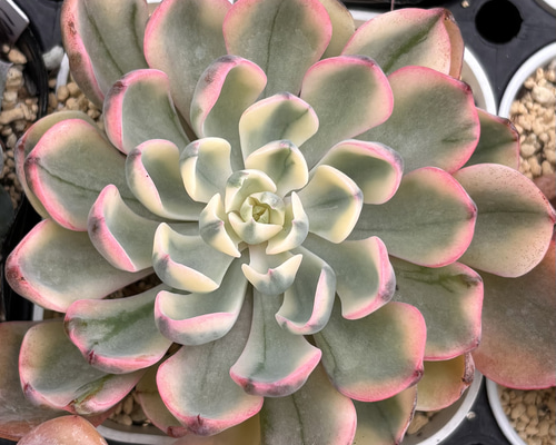 翠雫 斑入り 大株 韓国苗 多肉植物 多肉植物 プクニク 通販 19669015