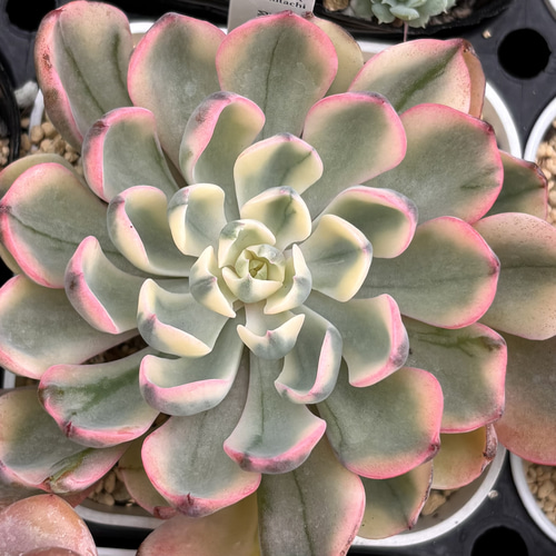 SALE】翠雫 斑入り 大株 韓国苗 多肉植物 多肉植物 プクニク 通販