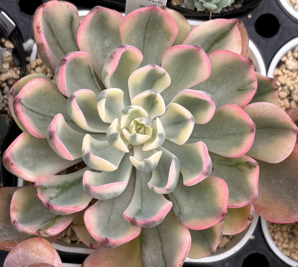 翠雫 斑入り 大株 韓国苗 多肉植物 多肉植物 プクニク 通販 19669015