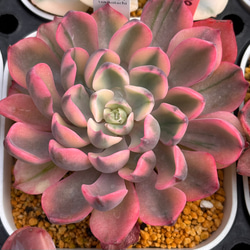 まえちゃん　韓国苗セット まえちゃん様専用 韓国苗セット - メルカリ