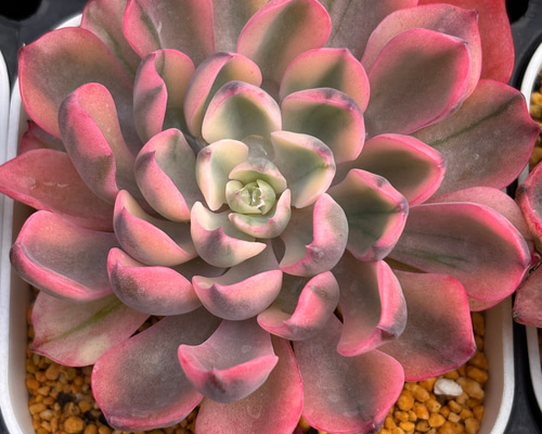 SALE】翠雫 斑入り 大株 韓国苗 多肉植物 多肉植物 プクニク 通販