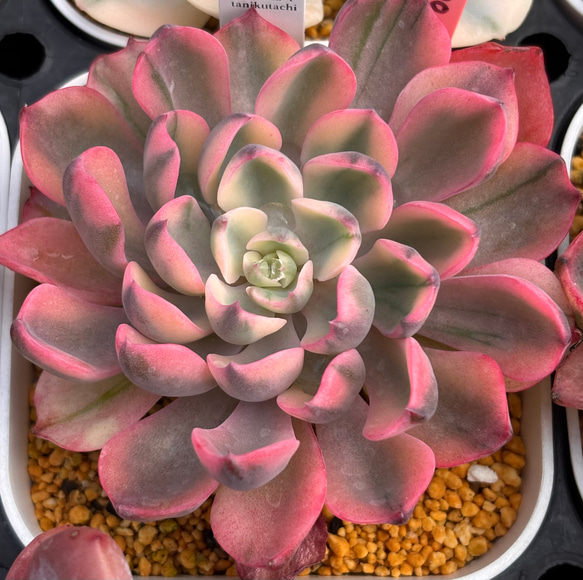 SALE】翠雫 斑入り 大株 韓国苗 多肉植物 多肉植物 プクニク 通販