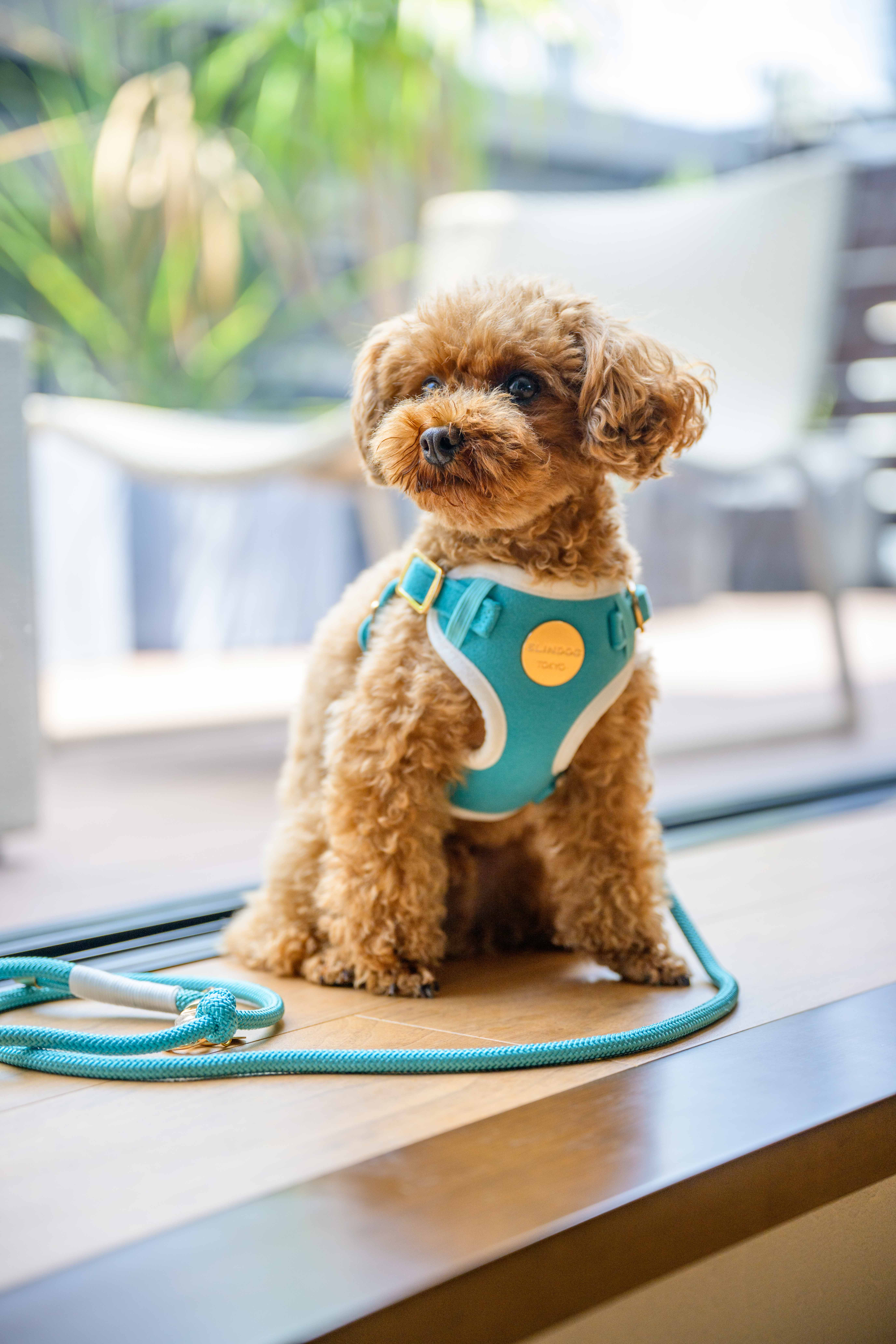 Minty Blue ハーネス&リードセット［数量限定販売］