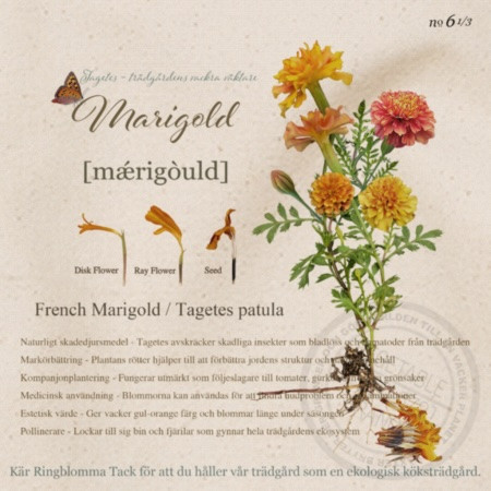 春のガーデニングとクッキングにぴったりな12.2ozの厚手のキャンバスエプロン。