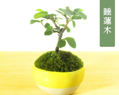 曲がった根の緑の盆栽 陶器鉢 POTOCO 睡蓮木 スイレンボク 陶器鉢 植物 観葉植物 豆盆栽 山野草 花
