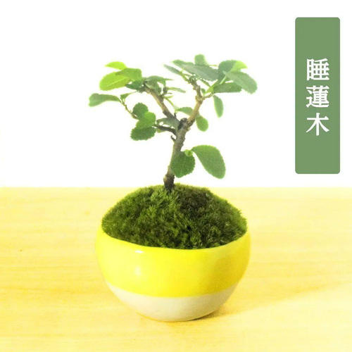 POTOCO 睡蓮木 スイレンボク 陶器鉢 植物 観葉植物 豆盆栽 山野草 花