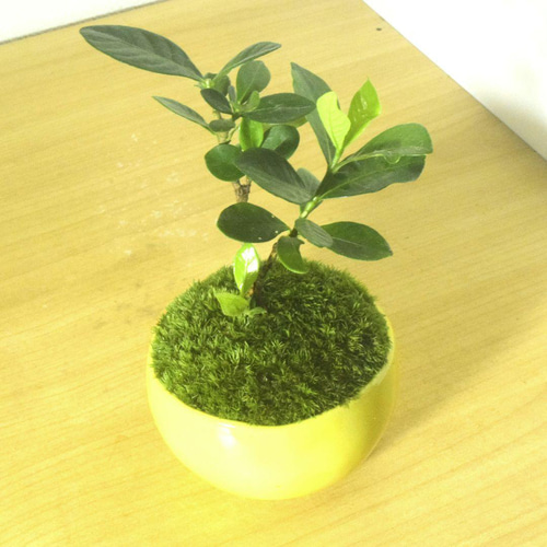 POTOCO クチナシ 陶器鉢 植物 盆栽 花 ミニ盆栽 小品盆栽 豆鉢 豆盆栽
