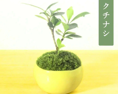 POTOCO クチナシ 陶器鉢 植物 盆栽 花 ミニ盆栽 小品盆栽 豆鉢 豆盆栽