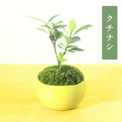 POTOCO クチナシ 陶器鉢 植物 盆栽 花 ミニ盆栽 小品盆栽 豆鉢 豆盆栽