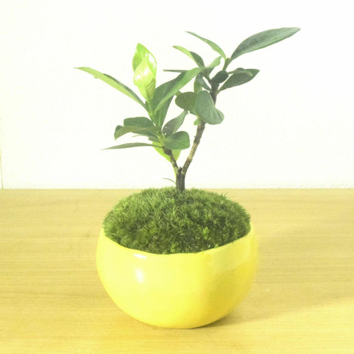 POTOCO クチナシ 陶器鉢 植物 盆栽 花 ミニ盆栽 小品盆栽 豆鉢 豆盆栽