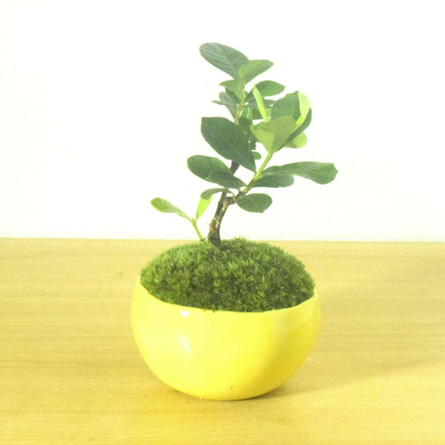 POTOCO クチナシ 陶器鉢 植物 盆栽 花 ミニ盆栽 小品盆栽 豆鉢 豆盆栽