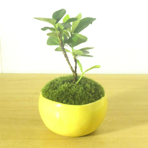 POTOCO クチナシ 陶器鉢 植物 盆栽 花 ミニ盆栽 小品盆栽 豆鉢 豆盆栽