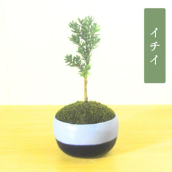 POTOCO クチナシ 陶器鉢 植物鉢 植物 観葉植物 可愛い 豆盆栽 盆栽 苔 POTOCO エニシダ 陶器鉢 植物鉢 植物 観葉植物 和物 ミニ盆栽