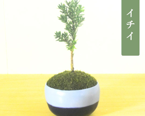 ☺️ミニ盆栽鉢　陶器　盆栽　鉢　落款あり 落款あり 盆栽鉢 ミニ盆栽鉢 植木鉢 小品盆栽鉢 盆栽 - メルカリ