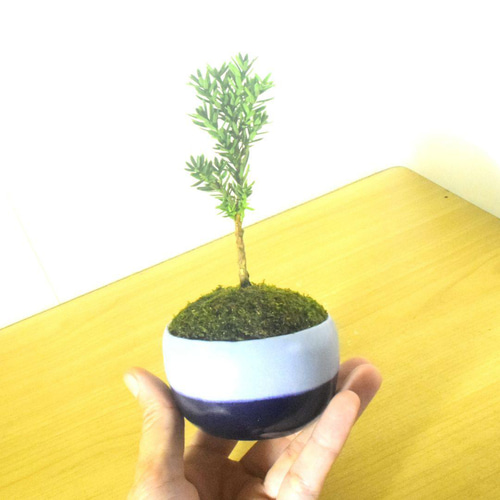 POTOCO イチイ 植物 陶器鉢 盆栽 鉢 和物 観葉植物 小品盆栽