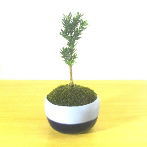 POTOCO イチイ 植物 陶器鉢 盆栽 鉢 和物 観葉植物 小品盆栽 ミニ盆栽