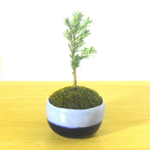 POTOCO イチイ 植物 陶器鉢 盆栽 鉢 和物 観葉植物 小品盆栽 ミニ盆栽