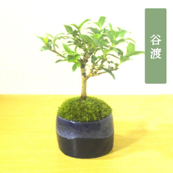 ✿ 中鉢　ミニ盆栽 小盆栽 豆盆栽　 盆栽鉢　植木鉢 251 Amazon.co.jp: 盆栽妙 盆栽鉢 豆盆栽の超ミニ 豆鉢 6点セット
