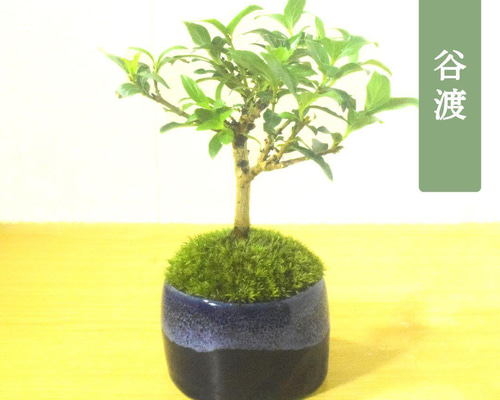 POTOCO 谷渡 タニワタリノキ 陶器鉢 観葉植物 盆栽 豆盆栽 小品