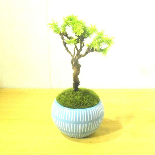 ルンバ君盆栽　盆栽鉢　植木鉢　中国鉢 ルンバ君盆栽 盆栽鉢 植木鉢 中国鉢 現代中国鉢 | 盆栽、盆栽