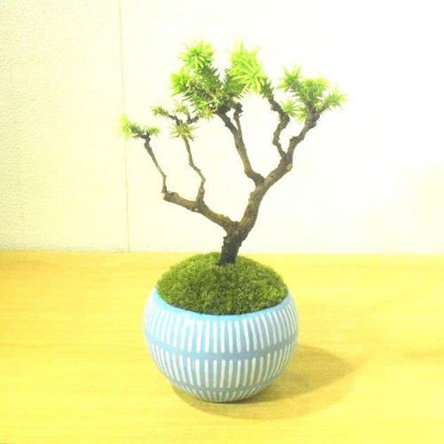 POTOCO 八房杉 杉 スギ 陶器鉢 観葉植物 盆栽 豆盆栽 小品盆栽