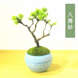 盆栽鉢　桑津香石　絵鉢　正方形　菖蒲　椿　小品盆栽 盆栽鉢 桑津香石 絵鉢 正方形 菖蒲 椿 小品盆栽