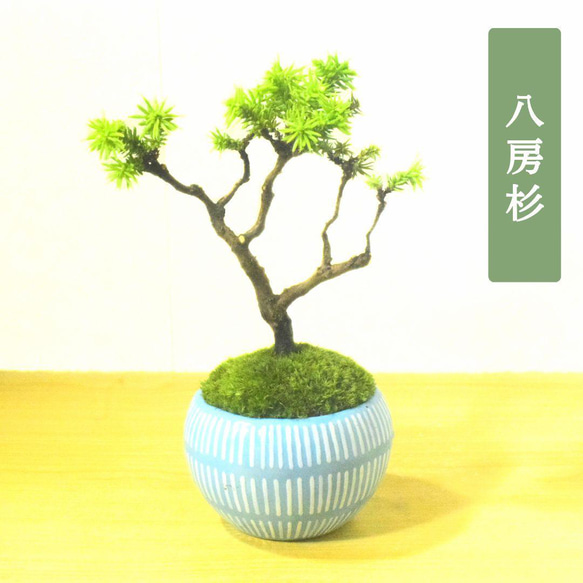 多肉盆 透気陶磁盆 蓮の花盆菱花鉢 盆栽鉢 植木鉢 小品盆栽鉢 大品盆栽鉢 多肉盆 透気陶磁盆 蓮の花盆菱花鉢 盆栽鉢 植木鉢