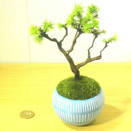 窯変褐白釉菖蒲多肉帯託開口鉢 盆栽鉢 植木鉢 小品盆栽