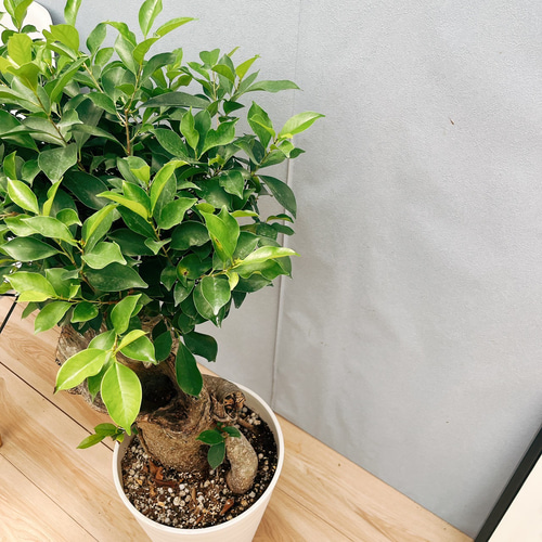 現品］【希少】80番 ガジュマル 極太 10号 尺 観葉植物 室内 レア ゴム