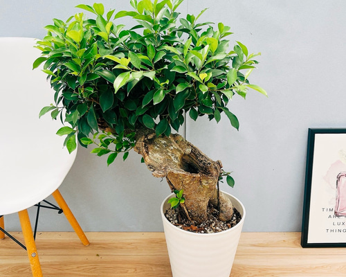 ガジュマル　10号約120cm 現品 ガジュマル 10号約120cm 現品 現物商品】ガジュマル 10号サイズ