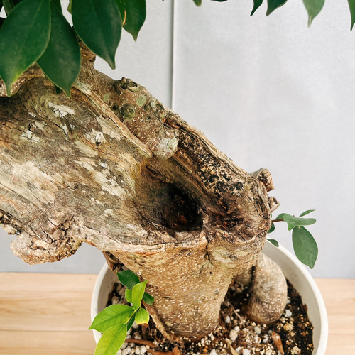 ❶激レア 1⃣斑入りパンダガジュマル 気根 極太 ガジュマル ➀激レア 1⃣斑入りパンダガジュマル 気根 極太 ガジュマル ➀激レア