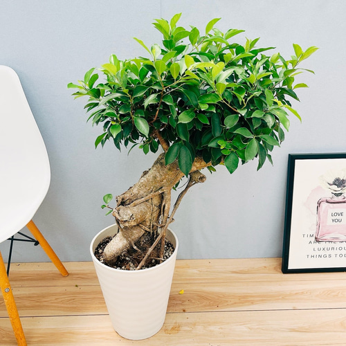 現品］【希少】80番 ガジュマル 極太 10号 尺 観葉植物 室内 レア ゴム