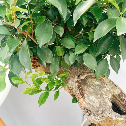 現品］【希少】80番 ガジュマル 極太 10号 尺 観葉植物 室内 レア ゴム