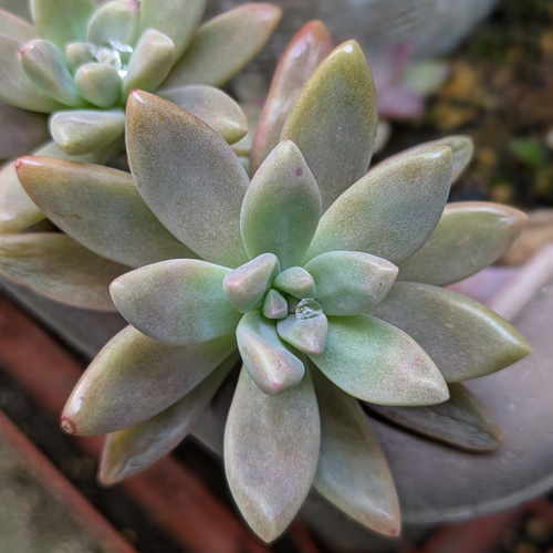 多肉植物 天使の雫／トレレアシー カット苗 7個 園芸ネット本店