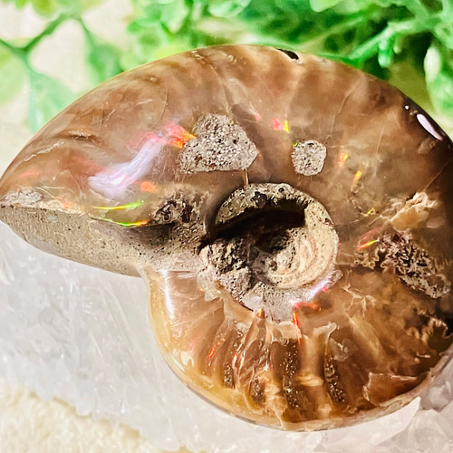 【天然石】＜幸福な夢・家内安全＞大型 アンモナイト アンモライト 化石 オパール 天然石】＜幸福な夢・家内安全＞大型 アンモナイト アンモライト