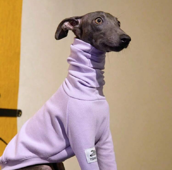 イタグレ ウィペット イタリアングレーハウンド 犬服 犬 ペットウェア