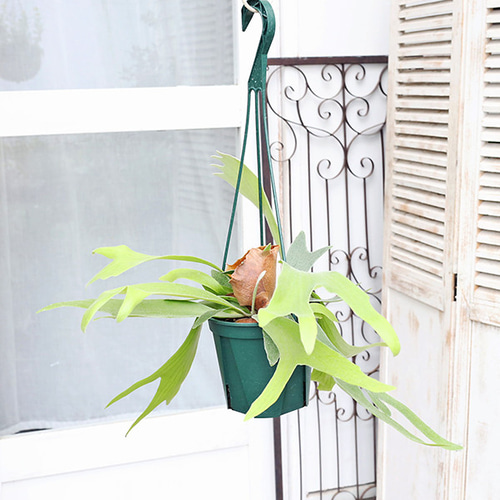 観葉植物 コウモリラン ネザーランド 5号吊り鉢 H50cm ビカクシダ