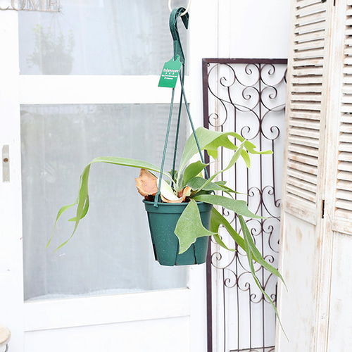 観葉植物 コウモリラン ネザーランド 5号吊り鉢 H50cm ビカクシダ