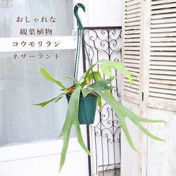 専用　同梱　ビカクシダ コウモリラン ネザーランド　吊り鉢 観葉植物 コウモリラン ネザーランド 5号吊り鉢 H50cm ビカクシダ