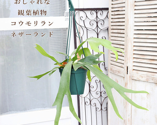 専用　同梱　ビカクシダ コウモリラン ネザーランド　吊り鉢 観葉植物 コウモリラン ネザーランド 5号吊り鉢 H50cm ビカクシダ