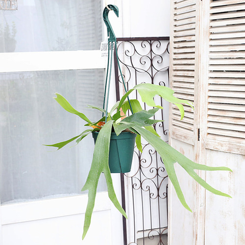 専用　同梱　ビカクシダ コウモリラン ネザーランド　吊り鉢 観葉植物 コウモリラン ネザーランド 5号吊り鉢 H50cm ビカクシダ