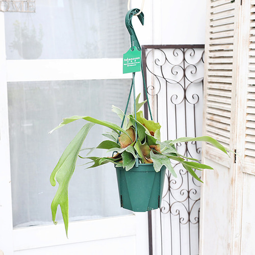 観葉植物 コウモリラン ネザーランド 5号吊り鉢 H50cm ビカクシダ