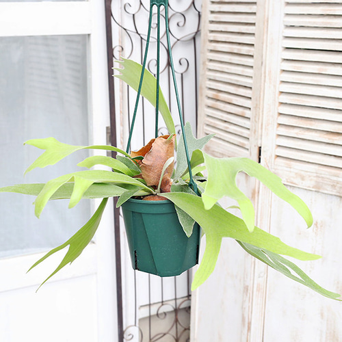 観葉植物 コウモリラン ネザーランド 5号吊り鉢 H50cm ビカクシダ