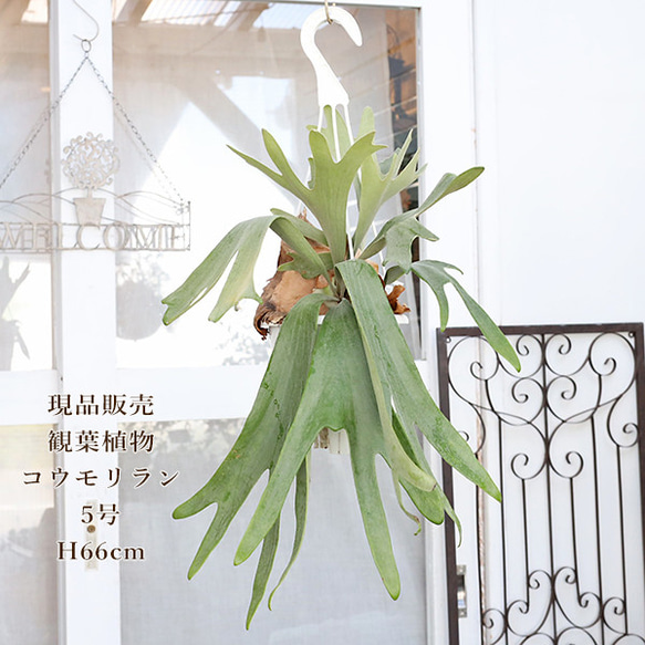 ビカクシダ 吊り下げ式 植物　縦55cm 円10cm ビカクシダ 吊り下げ式 植物縦55cm 円10cm