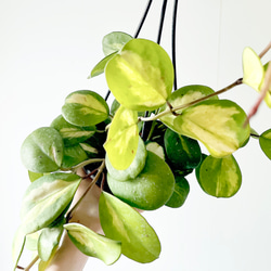 一点もの】希少 パンダガジュマル 福を呼ぶ八の字仕立て 観葉植物 calm