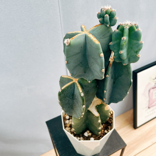 柱サボテン鬼面角ブランチ ５段 ♢送料無料♢ 現品］♡かわいい♡ 24番 柱サボテン 鬼面角 ブランチ 5号 観葉植物