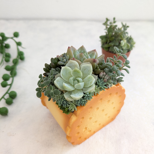 ♡多肉植物寄せ植え♡可愛いビスケット♡オマケ付き♡ 多肉植物