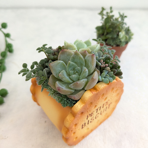 ♡多肉植物寄せ植え♡可愛いビスケット♡オマケ付き♡ 多肉植物