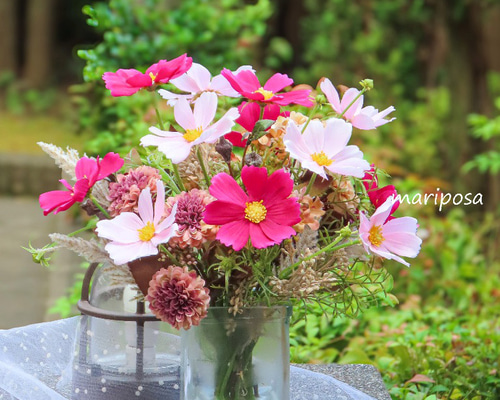 ダリア（感謝） ダリア（感謝） ダリア（感謝） Gracias/ダリア(ワイン)M BIGフラワー