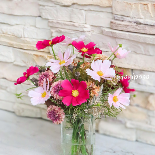 ダリア（感謝） 9月24日の誕生花 ダリア、萩 | かぎけん花図鑑